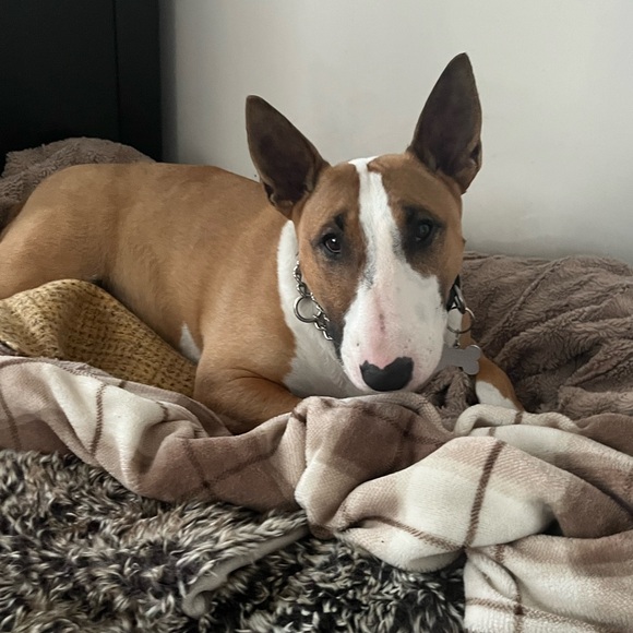 Meet your Posher, Catherine - Picture 3 of 4